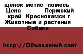 щенок метис (помесь) › Цена ­ 7 000 - Пермский край, Краснокамск г. Животные и растения » Собаки   